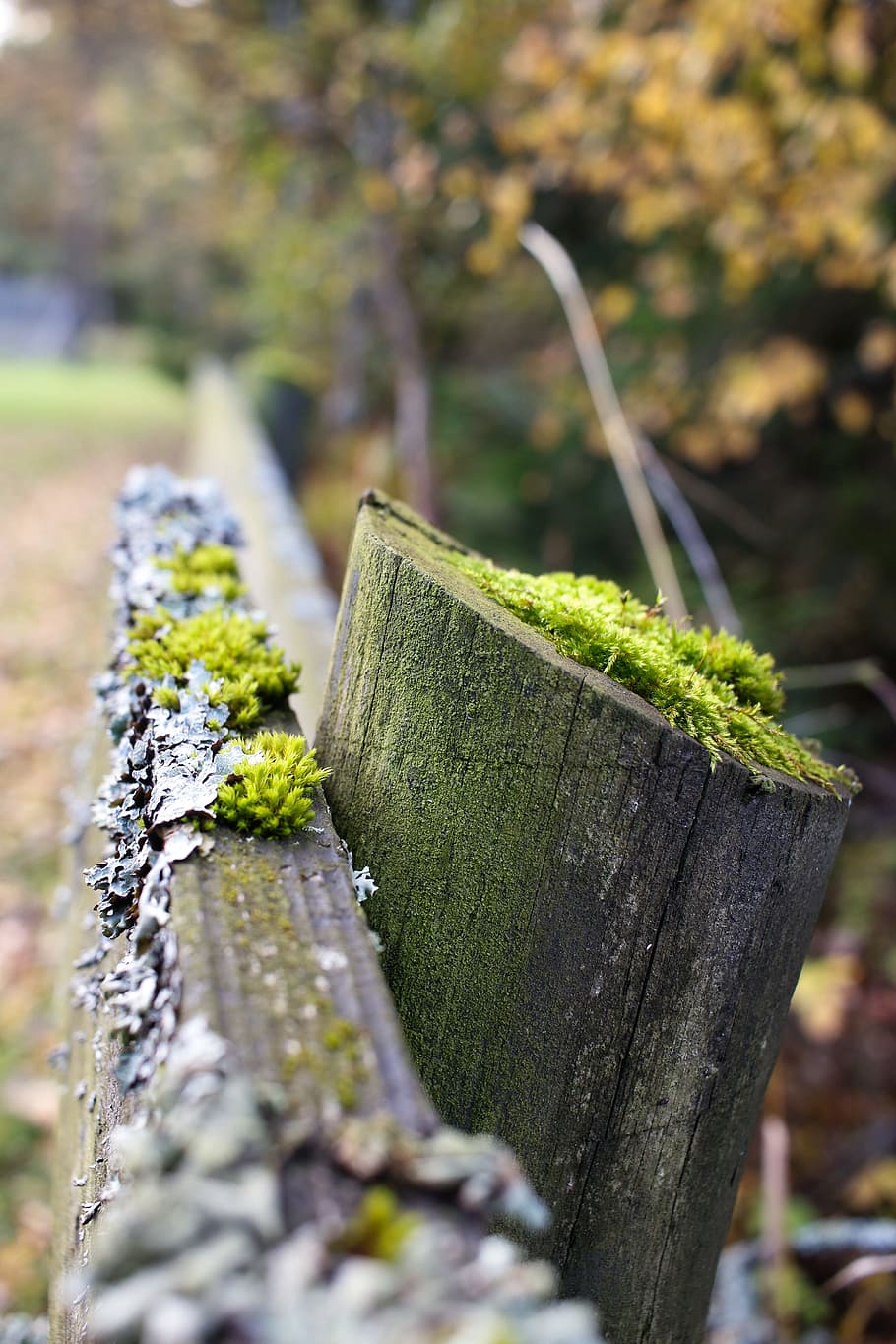 grid, nature, leaf, tree, autumn, fall, wood - material, close-up HD wallpaper