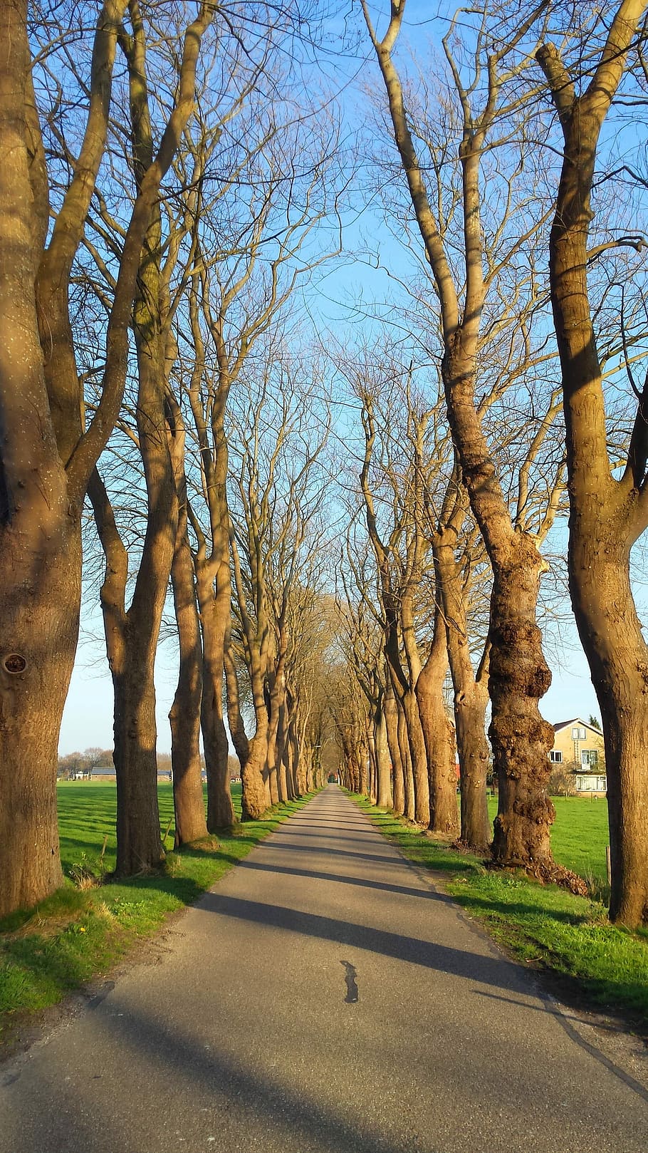 Road, Trees, Nature, Outdoor, sky, travel, path, grass, asphalt HD wallpaper