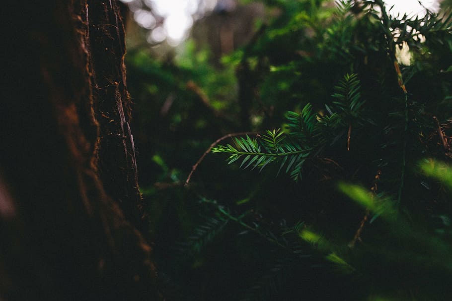 shallow focus photography of green plants, leaf, nature, forest HD wallpaper