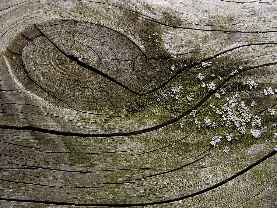 Moss, Wood, Eye, Ast, Weave, wood eye, ast eye, board, old, HD wallpaper