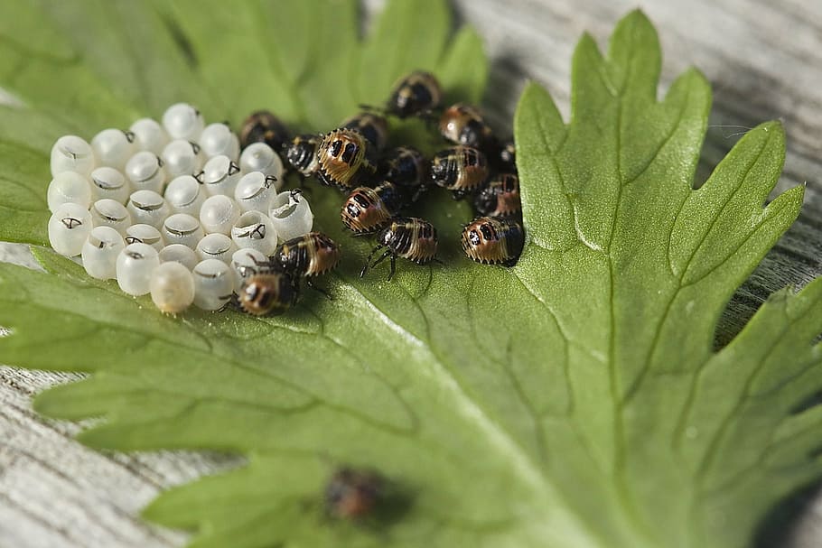 swarm of brown larvae on green leaf, bug, leaf bug, insect HD wallpaper