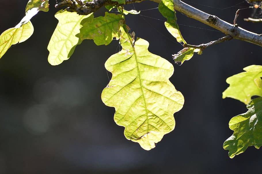 leaf, plant, nature, tree, oak, plant part, green color, growth HD wallpaper