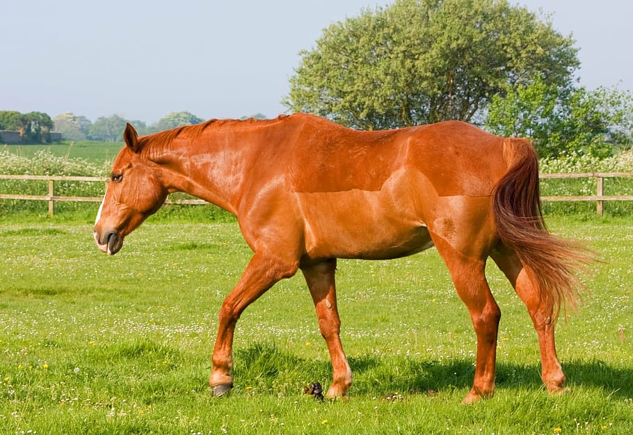 chestnut horses
