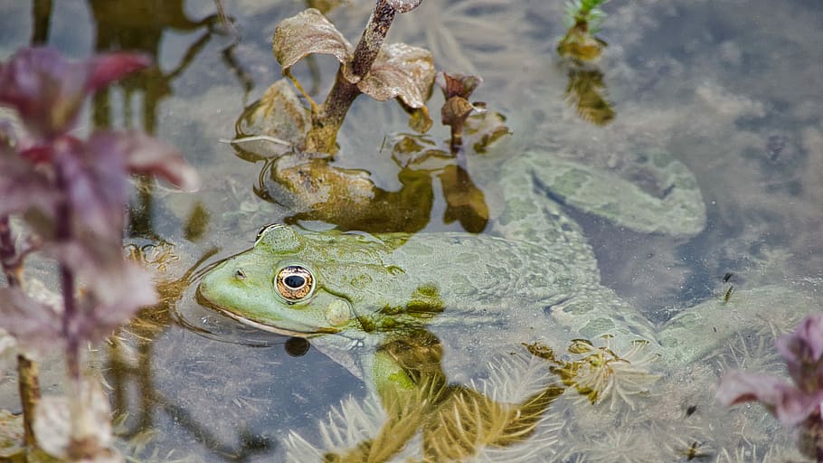 frog, waters, nature, pond, aquatic plant, animal, green, toad HD wallpaper