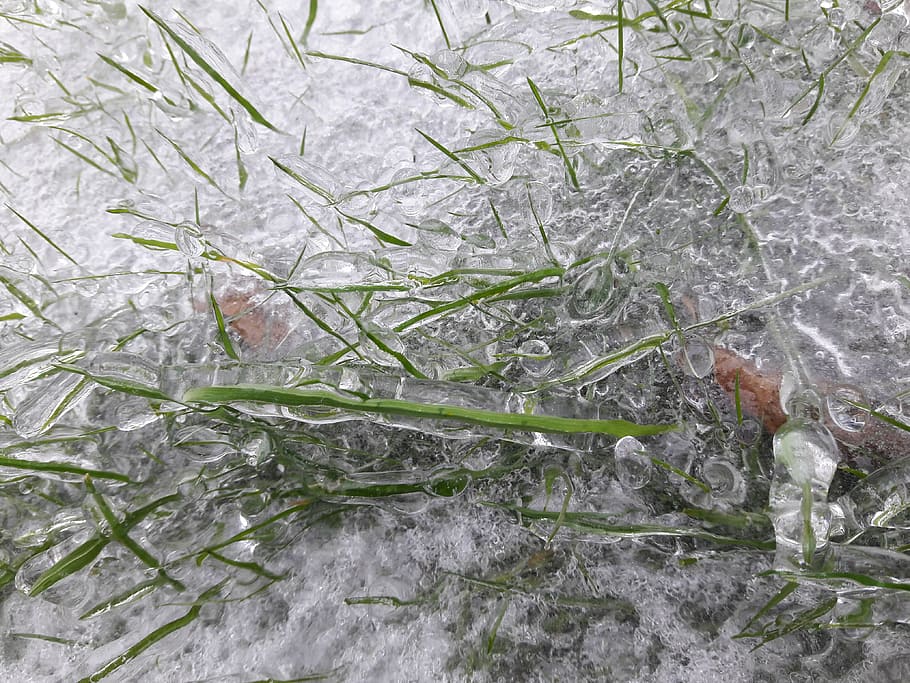 frozen, grass, winter, plant, nature, no people, cold temperature HD wallpaper