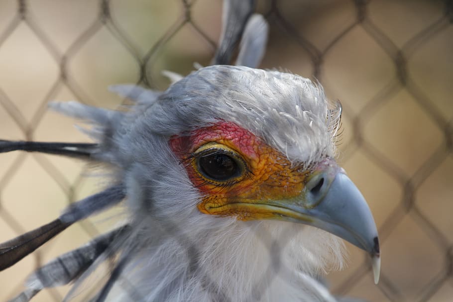 Zoo, Bird, Fly, Wings, Feather, Wildlife, beak, dom, outdoor HD wallpaper