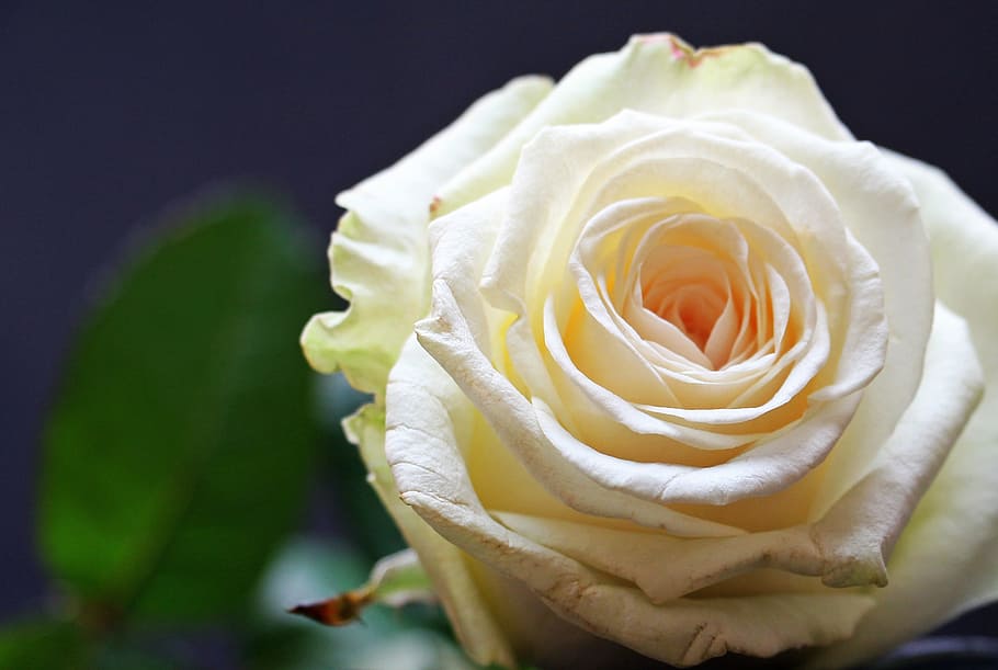 shallow focus photography of white rose, Flower, Blossom, rose bloom, HD wallpaper