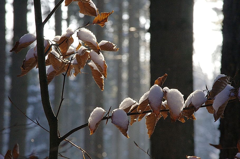 winter, forest, nature, leaves, beech leaves, cold, snow, branches HD wallpaper