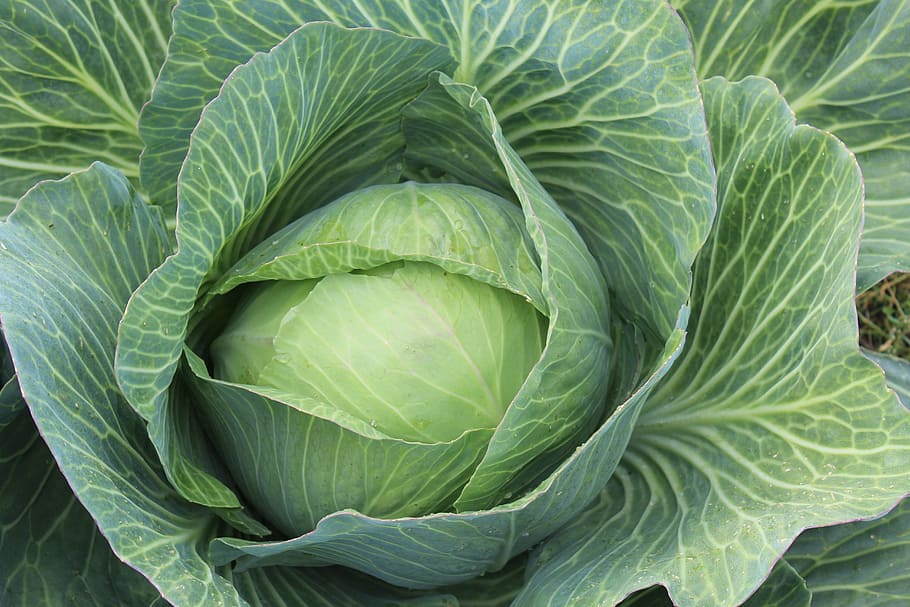 health benefits of eating cabbage