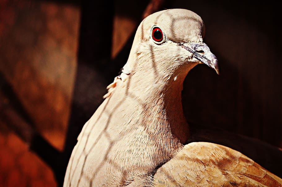 animals, bird, pigeon, animal themes, one animal, vertebrate HD wallpaper