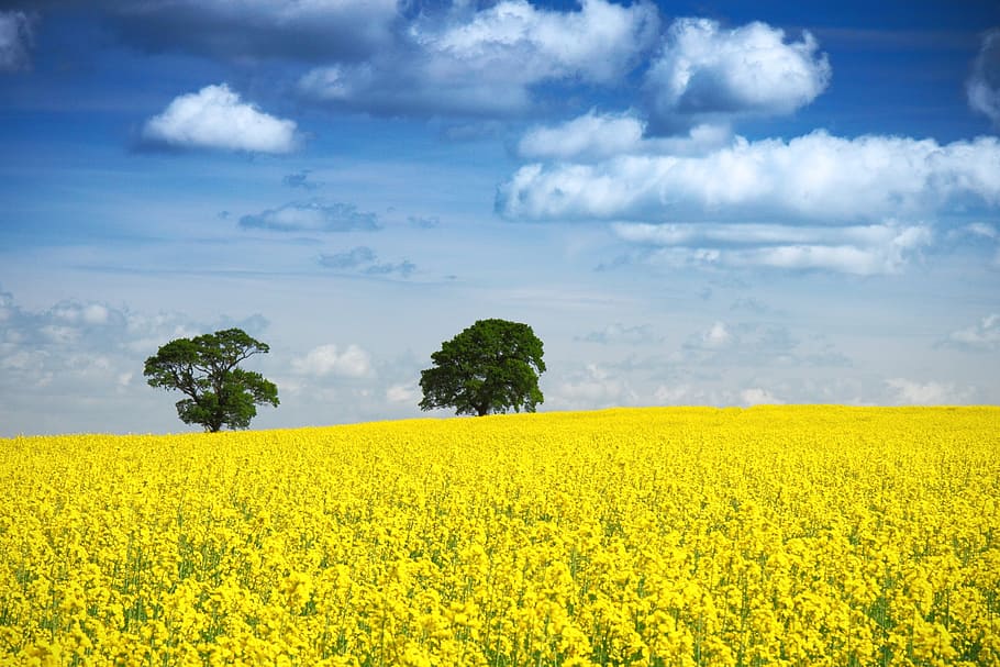 yellow flower field during daytime, sunflower, background, blue HD wallpaper