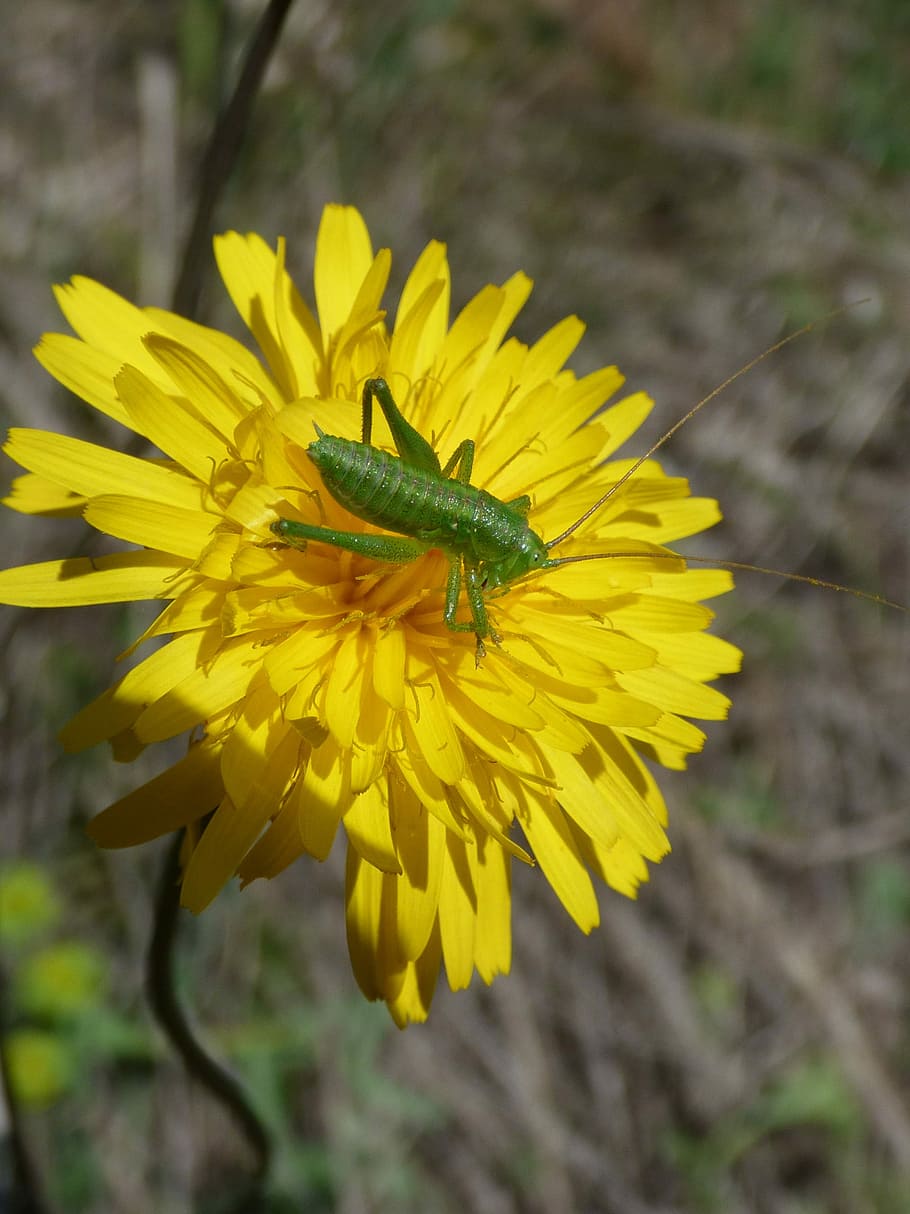 Flower, Green, Grasshopper, Small, green grasshopper, tiny HD wallpaper