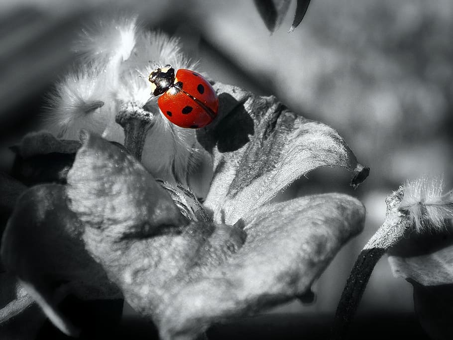 wallpaper, background, insect, ladybug, ladybird, tender, red HD wallpaper