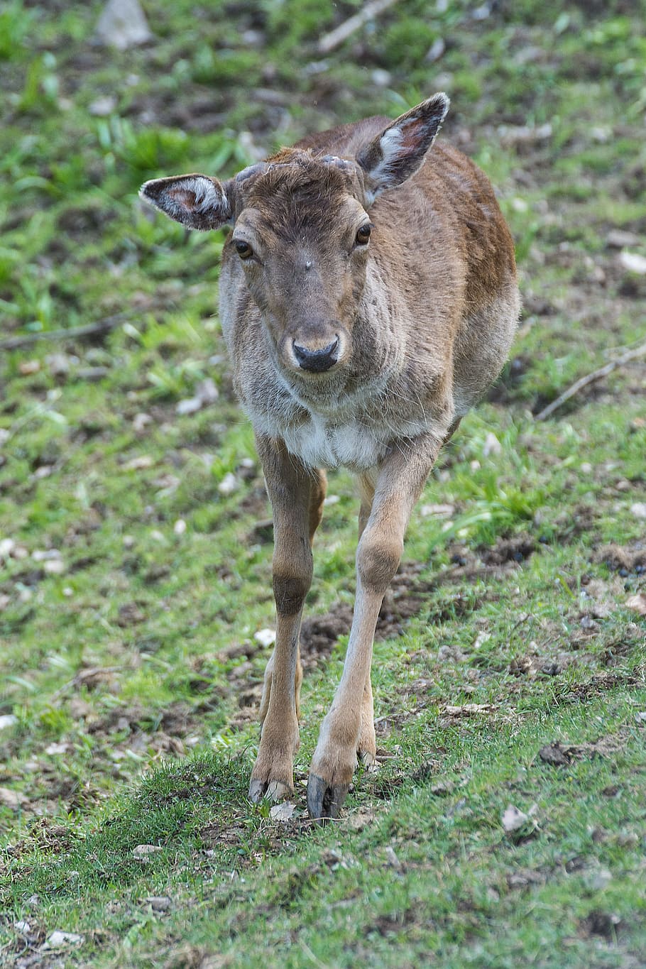 Roe Deer, Deer, Forest, Fallow Deer, Nature, animal, wild, mammal HD wallpaper