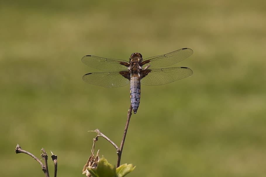 dragonfly, insect, nature, animals in the wild, invertebrate HD wallpaper