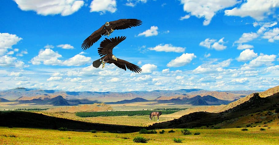 two brown eagles, bird, birds, horses, prairie, steppe, mountains, HD wallpaper