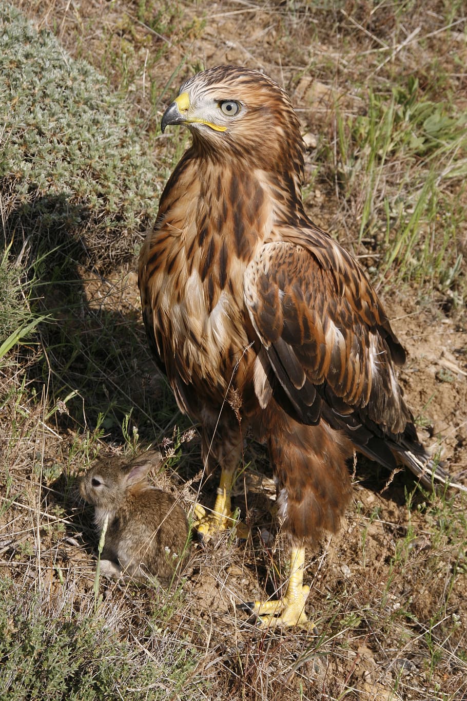 long-legged buzzard, predator, wild, bird, animal, bird of Prey HD wallpaper