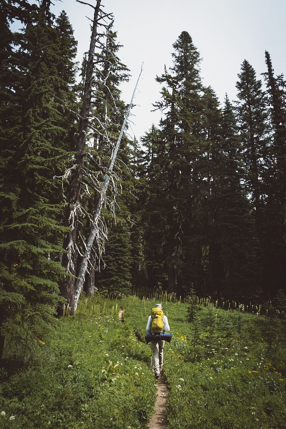 person with yellow hiking backpack walking in between grass with pine trees ahead during daytime, person walking on dirt road surrounded by grass and trees during daytime HD wallpaper