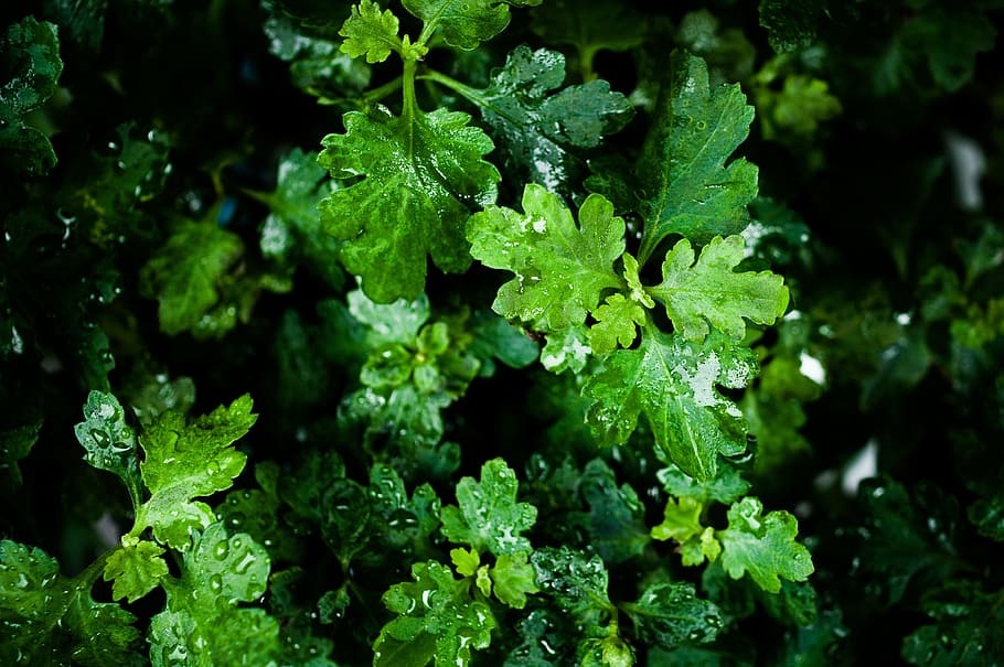 macro photography of green leafed plant, rain, wet, rainy season HD wallpaper