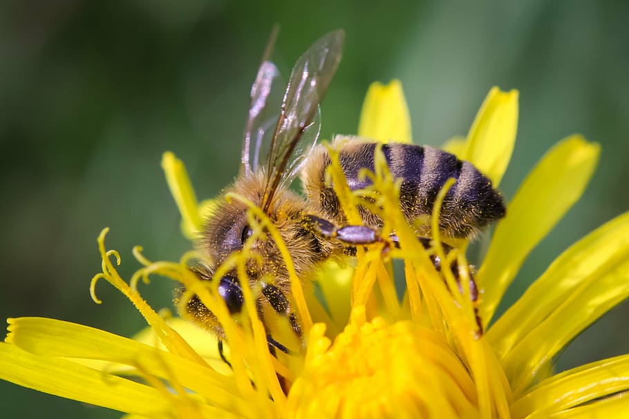 bee, closeup, macro, insect, nature, honey, yellow, honeybee HD wallpaper