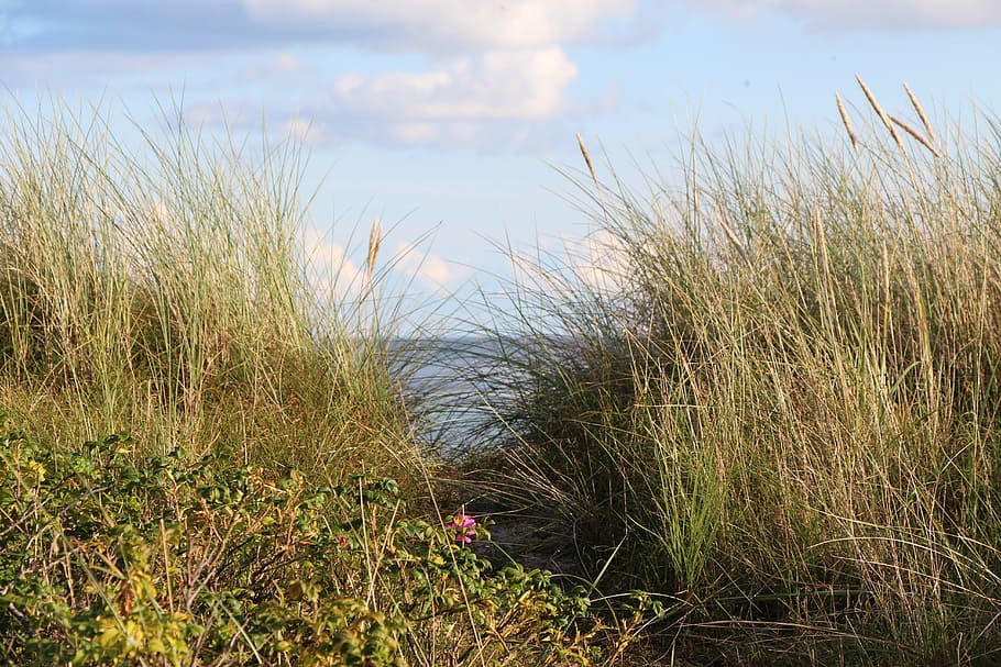 dune, coast, sand, north sea, beach, holiday, dune grass, wind HD wallpaper