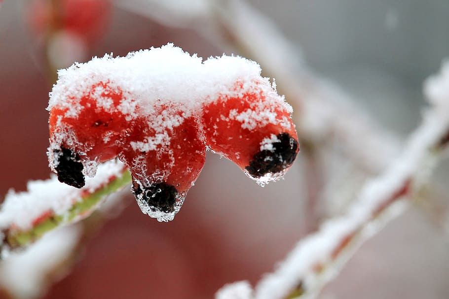 winter, snow, ice, rose hip, winter bushes, cold temperature HD wallpaper