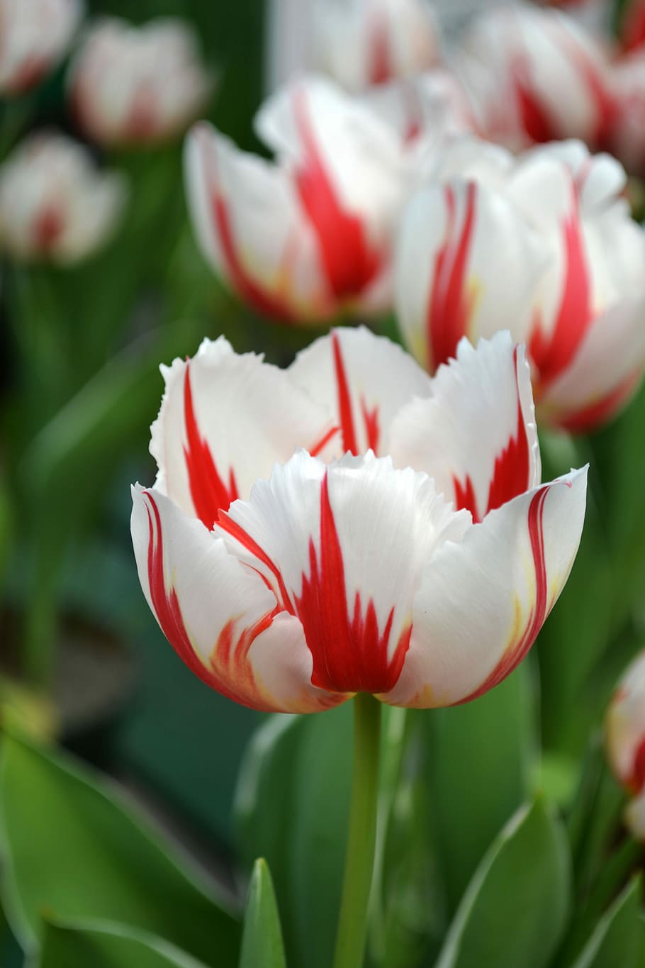 tulip, red and white, bloom, spring, flower, flowering plant HD wallpaper