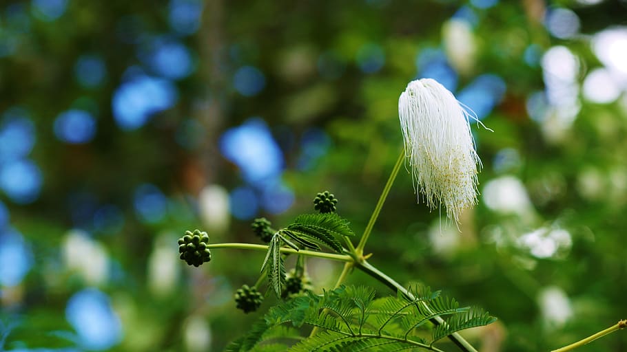 bali, nature, plant, growth, close-up, beauty in nature, focus on foreground HD wallpaper