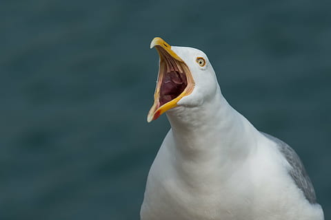 focus photo of ring-billed gull, scream, screamer, sadek, throat HD wallpaper