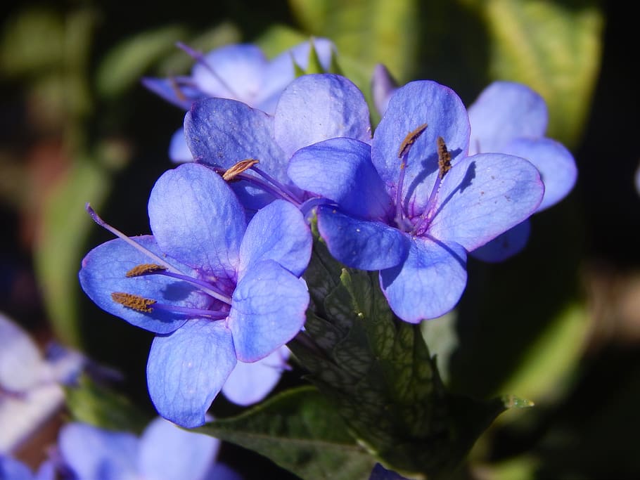 flowers, blue, celestial, lilacs, flowering plant, petal, beauty in nature HD wallpaper