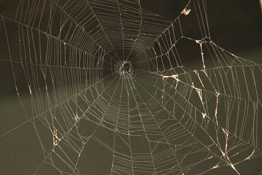 spider web, web spider, trap, nature, cobweb, net, silhouette HD wallpaper