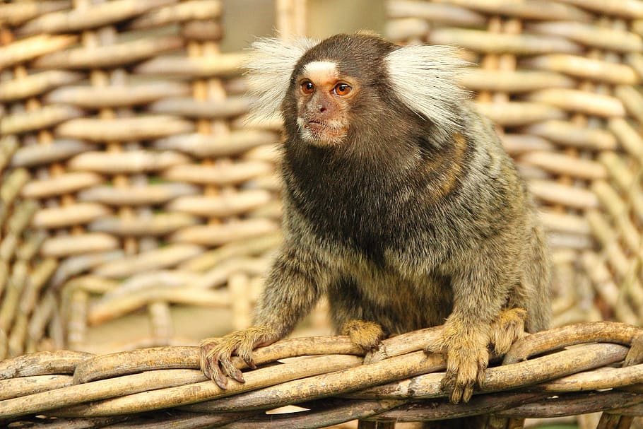 marmoset, monkey, animal, mammal, cute, primate, krallenaffe, HD wallpaper