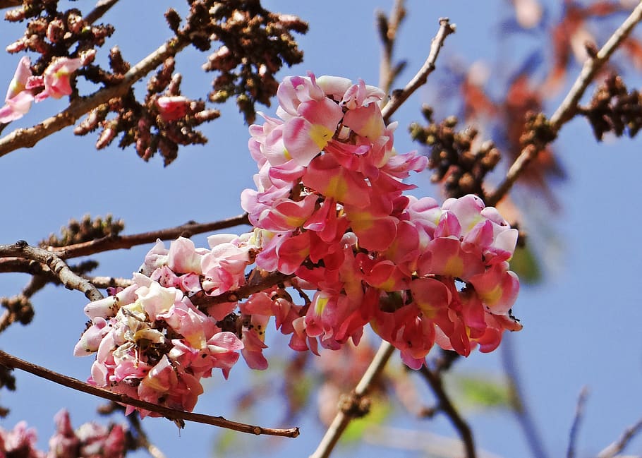 cassia pink, wildflower, flowering tree, hubli, india, floral, HD wallpaper