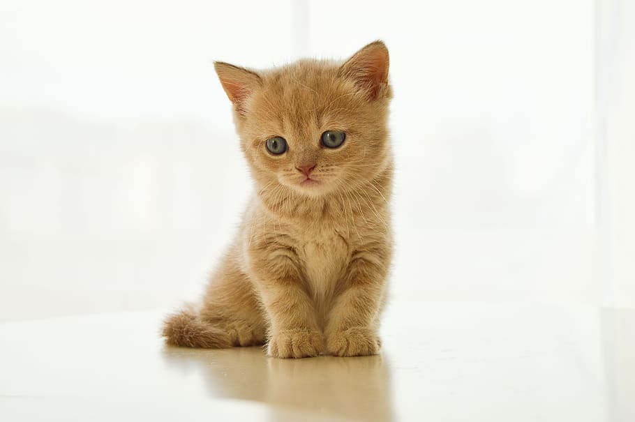 orange short-fur kitten, british, kitty, domestic cat, pets HD wallpaper