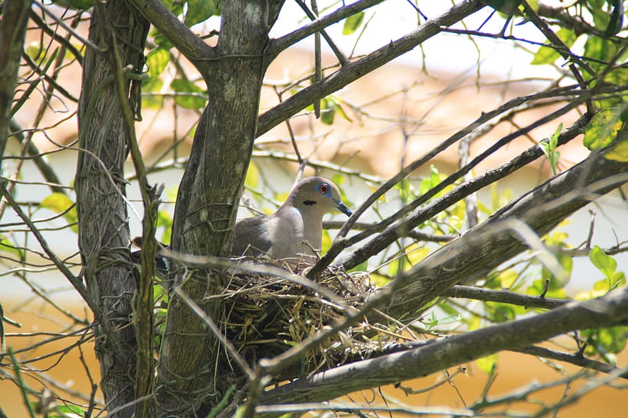 Pigeon, Bird, Tree, Branch, Dove, wildlife, forest, wing, environment HD wallpaper