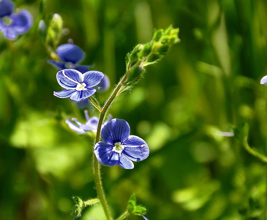 selective focus photograph of blue petaled flowers, blue flower HD wallpaper