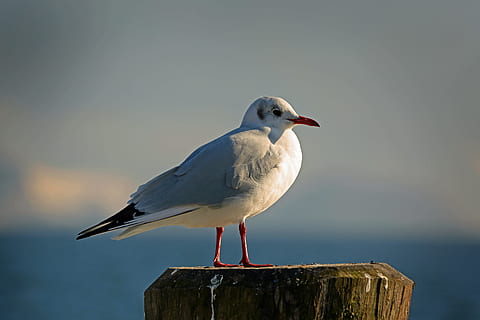 Seagull, Fly, Water Bird, sky, black headed gull, seevogel HD wallpaper