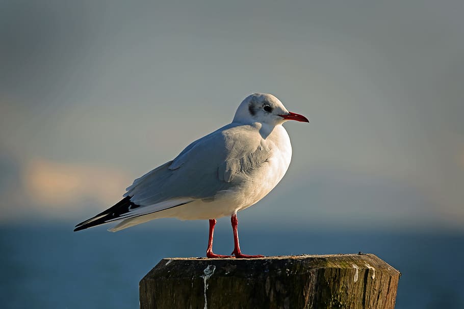 Seagull, Fly, Water Bird, sky, black headed gull, seevogel HD wallpaper