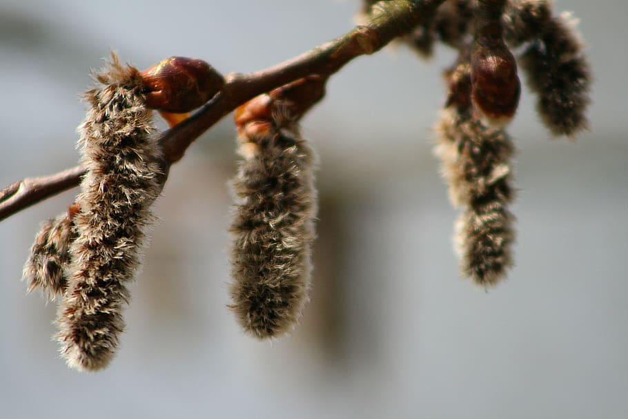 nature, tree, animal themes, insect, close-up, invertebrate HD wallpaper