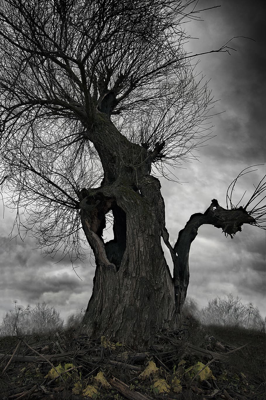 Old, Tree, Nature, Anxiety, old tree, bare tree, tree trunk HD wallpaper