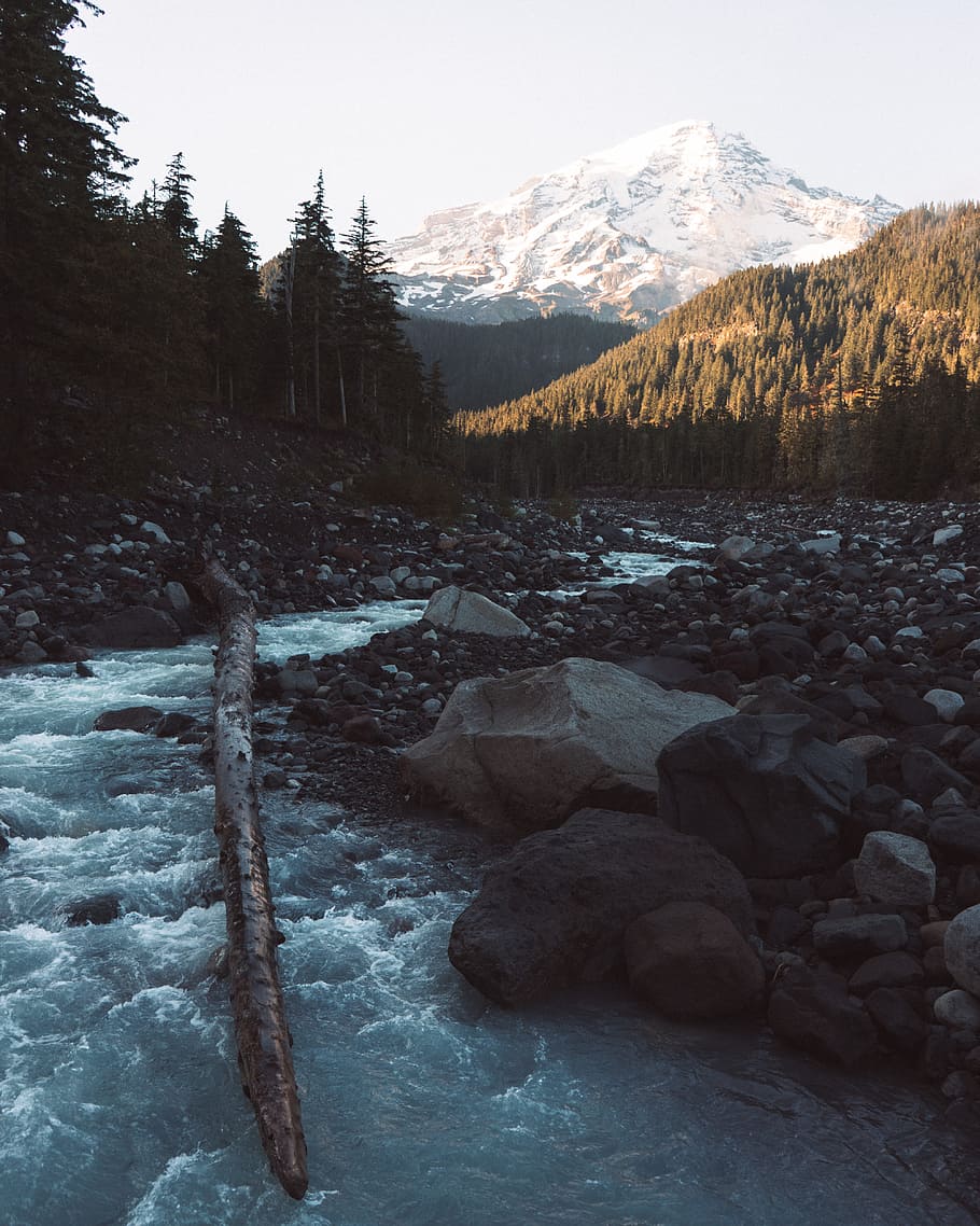 tree trunk on river, river with brown log and stones during daytime HD wallpaper