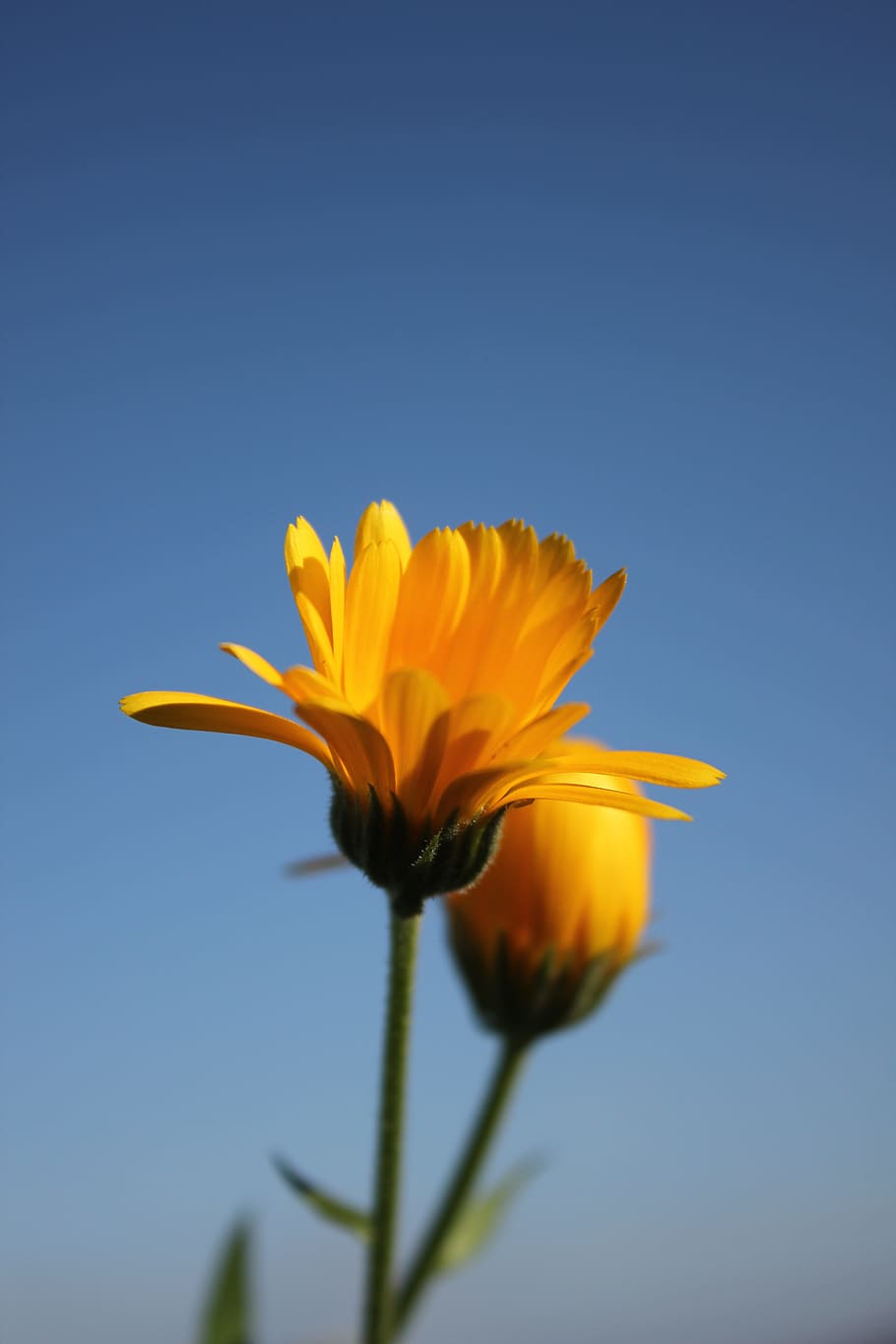 Flower, Nature, Yellow, fragility, petal, flower head, freshness HD wallpaper