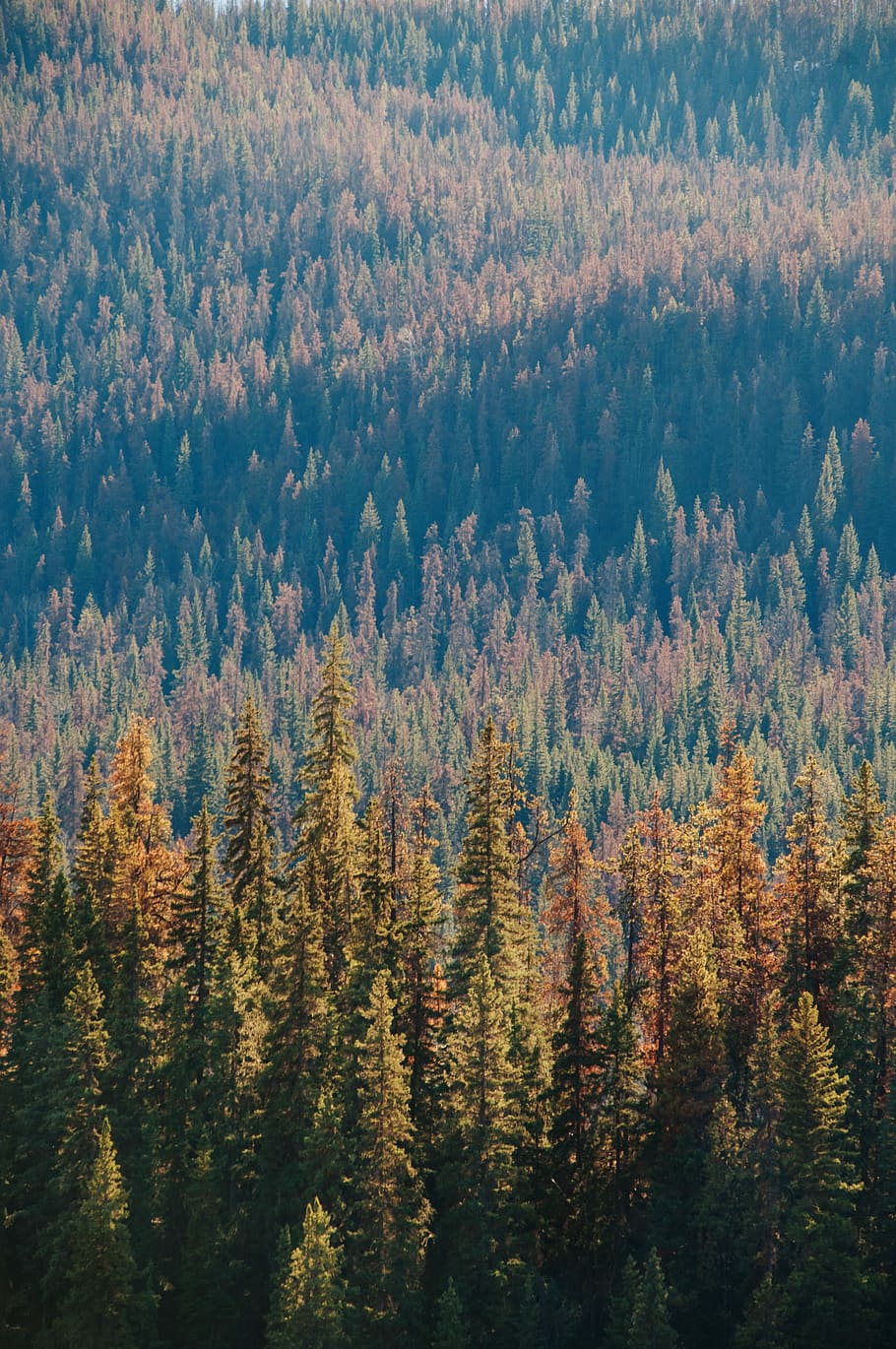 aerial photo of pine forest during day, landscape photography of brown trees covered mountain HD wallpaper