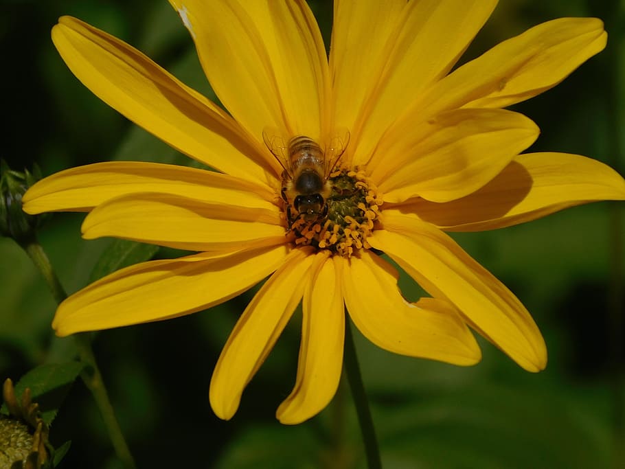 bee, pollination, sprinkle, pollen, flower, blossom, bloom HD wallpaper