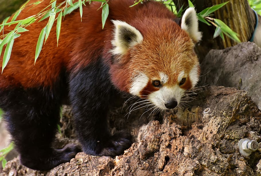 red panda standing beside green plant during daytime, bear cat, HD wallpaper
