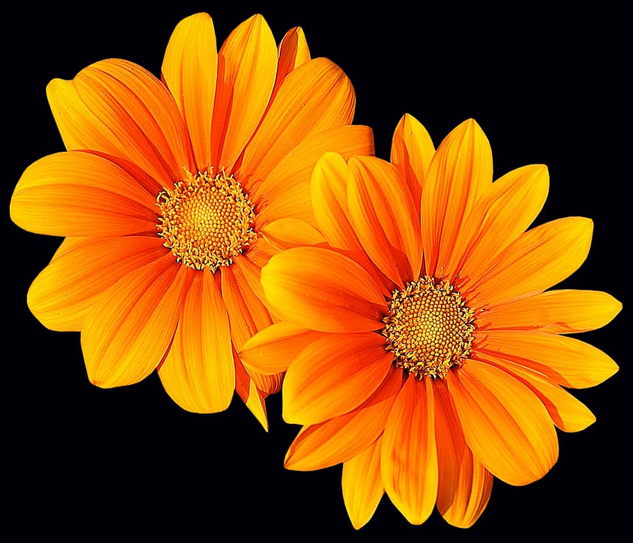 two yellow flowers, petal, plant, nature, floral, black background