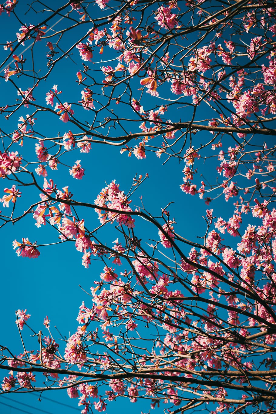 selective focus photography of pink petaled flowers, untitled HD wallpaper
