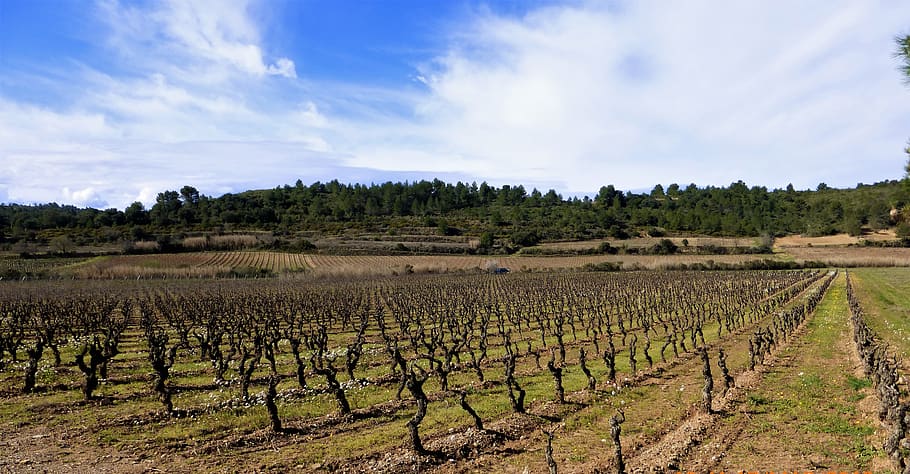 nature, france, aude, agro-industry, vineyard, outdoor, field, HD wallpaper