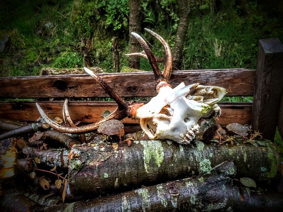 deer, horn, skeleton, animal skull, plant, horned, animal body part HD wallpaper