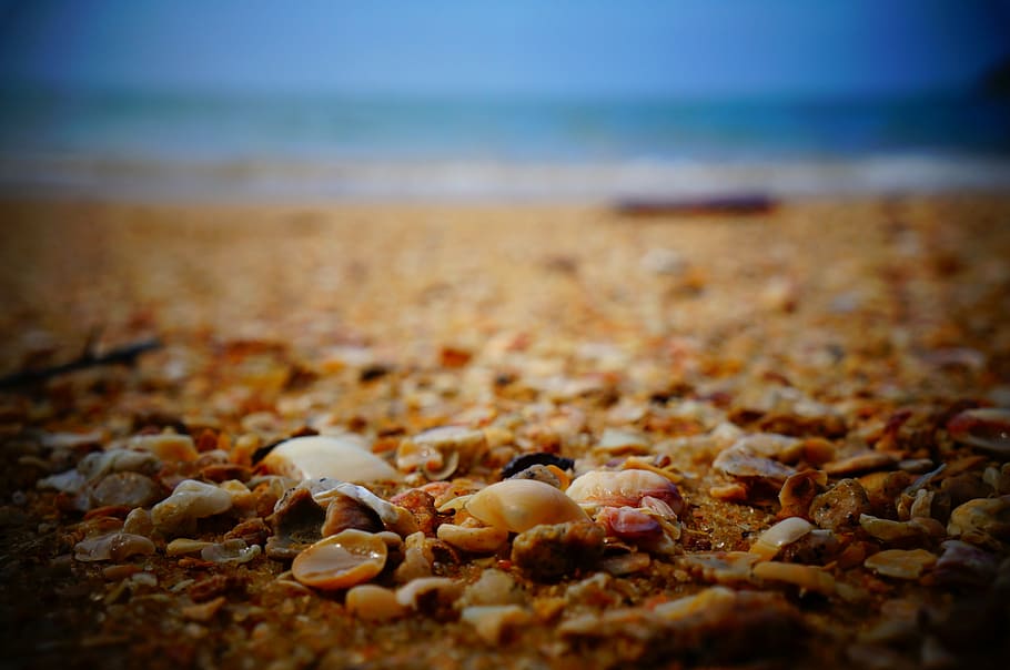 seashells on shore, assorted, nuts, brown, surface, sea shells HD wallpaper